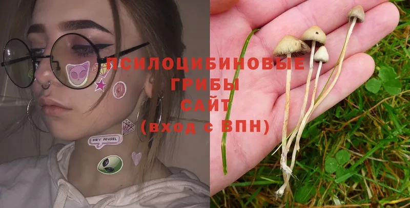 Псилоцибиновые грибы Psilocybine cubensis Томск